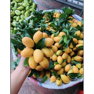 Cây Thanh trà ngọt thái lan
