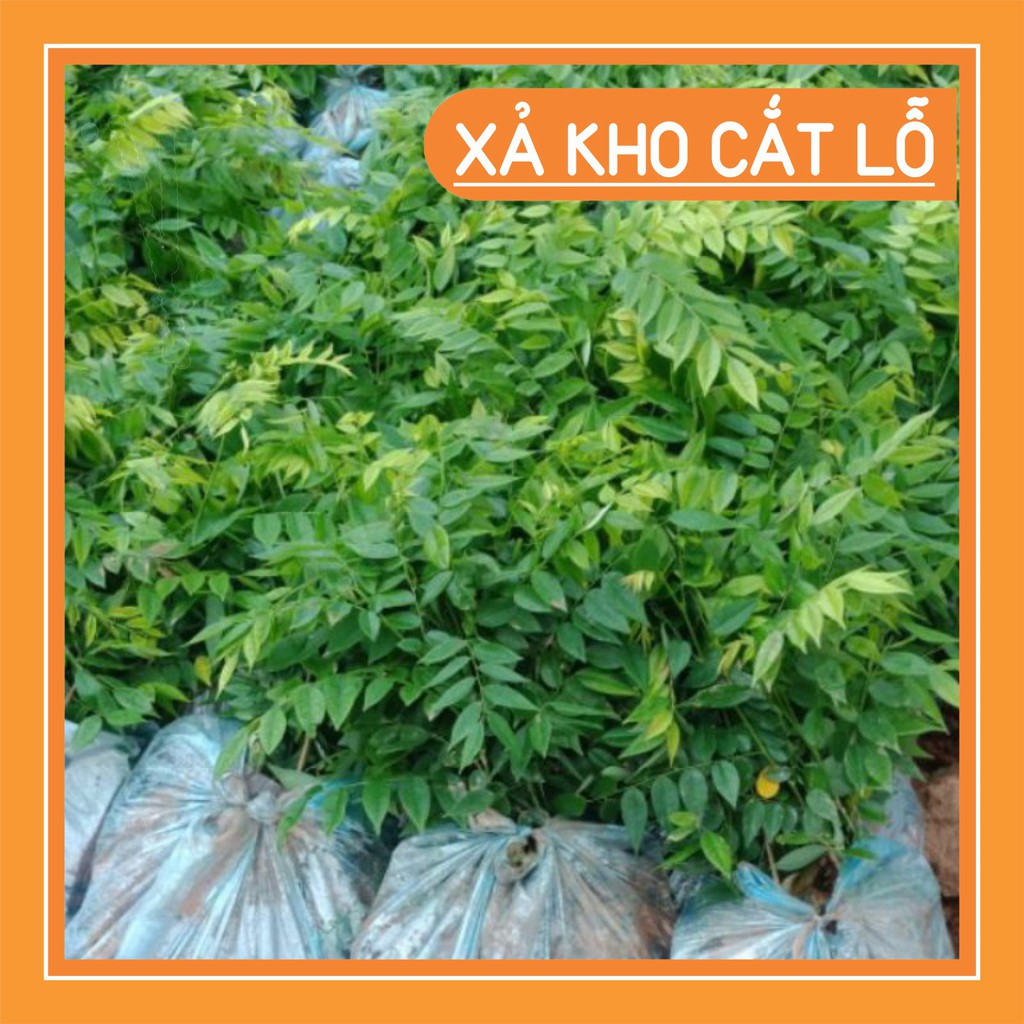Cây Sưa đỏ giống cao 30-45 cm