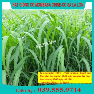 Chuyên Hạt Cỏ Chăn Nuôi