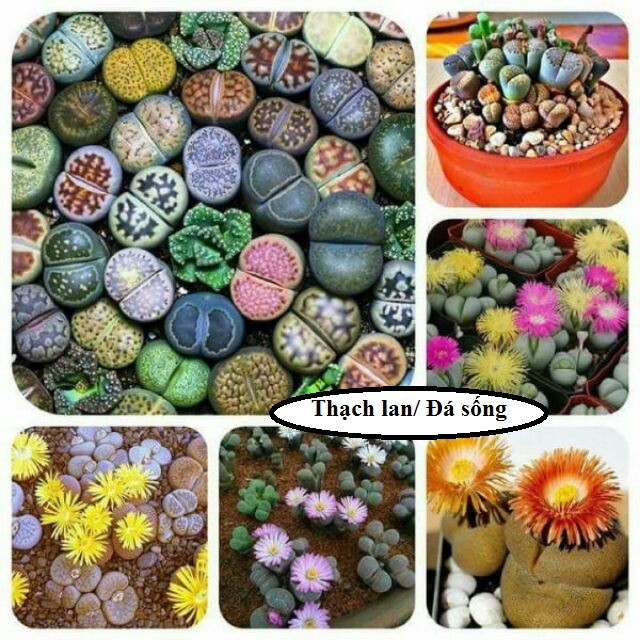 Hạt giống Xương rồng cảnh, sen đá. tai thỏ, thạch lan , đá sống lithops, xương rồng mini tỷ lệ nảy mầm 100%