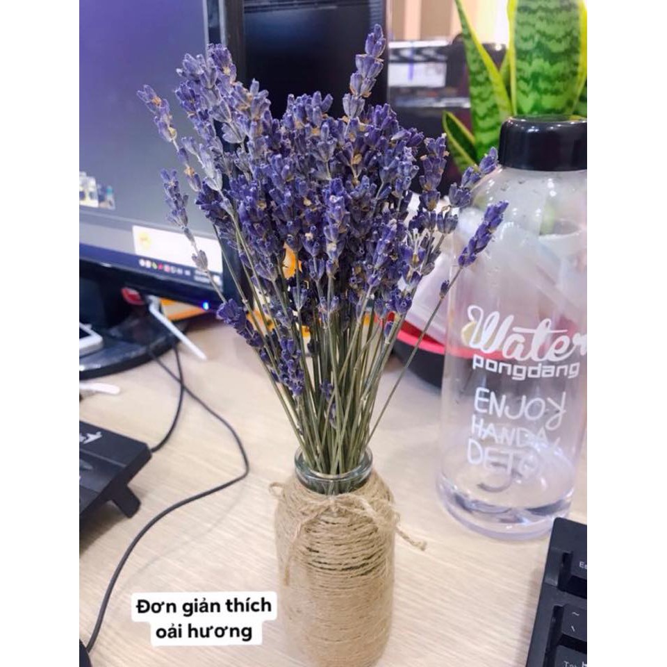 20 cành hoa lavender pháp