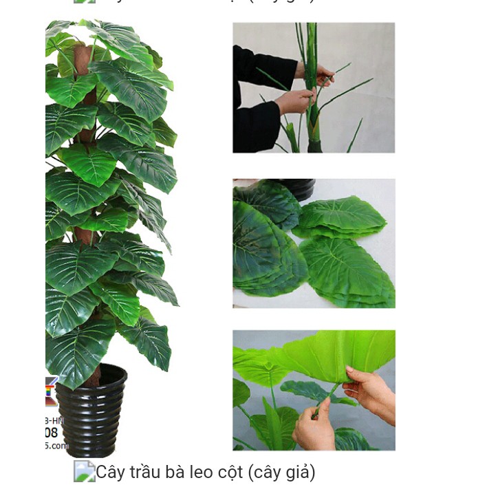 Cây trầu bà 63 lá cao 1.5m loại đẹp không bao gồm chậu