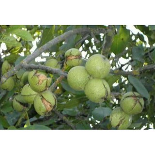 Combo Quả óc chó + Thẻ điện thoại