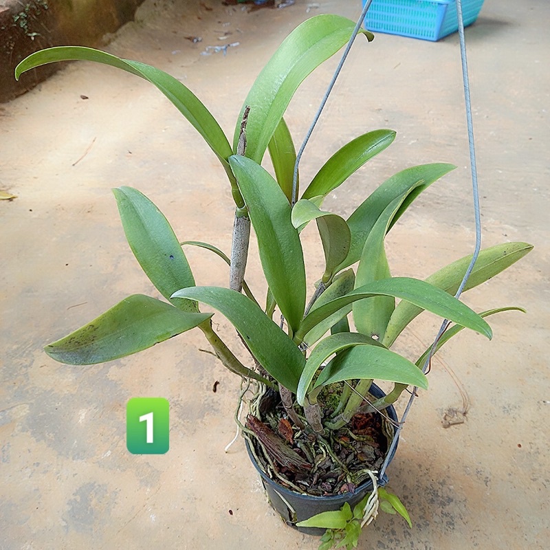 Hoa Lan Cattleya cam mini cánh sáp hoa thơm sắp hoa