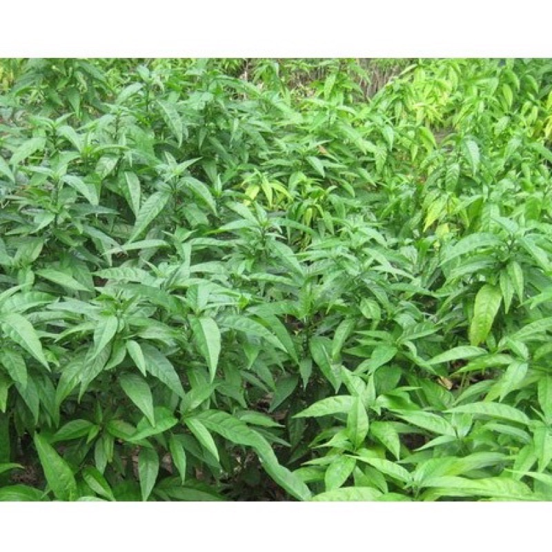 500g Cây hoàn ngọc khô lá nguyên chất loại 1