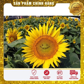 Hạt giống hoa hướng dương mặt cười Nga 20-30 hạt