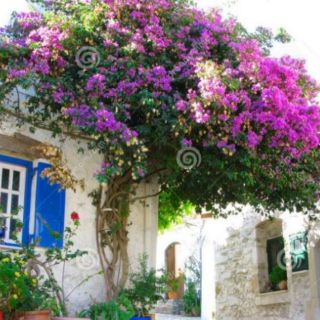 Hoa giấy leo hồng cánh sen