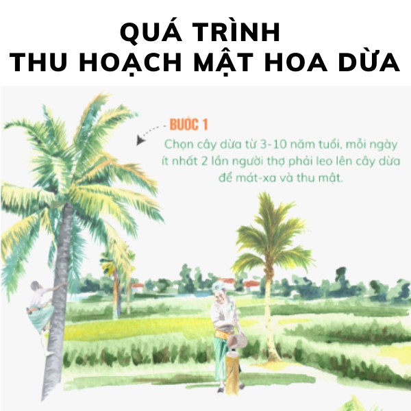 Mật Hoa Dừa SOKFARM - Thuần Chay, Tăng Sức Đề Kháng, Ổn Định Đường Huyết, Tốt Cho Sức Khỏe| Long Sản