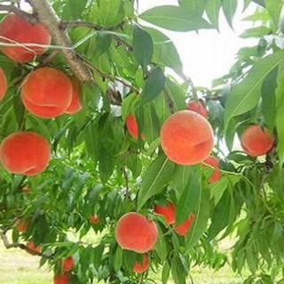 Cây giống đào tiên nhật bản chuẩn f1