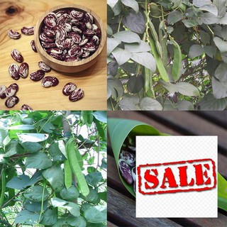 Hạt giống đậu ngự 5 hạt sale