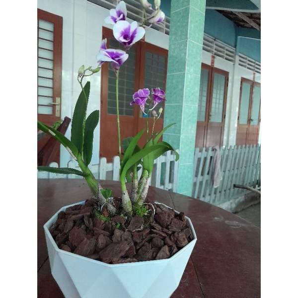 Chậu Hoa Lan YaYa Thái Lan Thiết Kế Để Bàn Làm Viêc