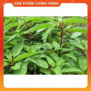HẠT GIỐNG RAU ĐAY ĐỎ CAO SẢN.