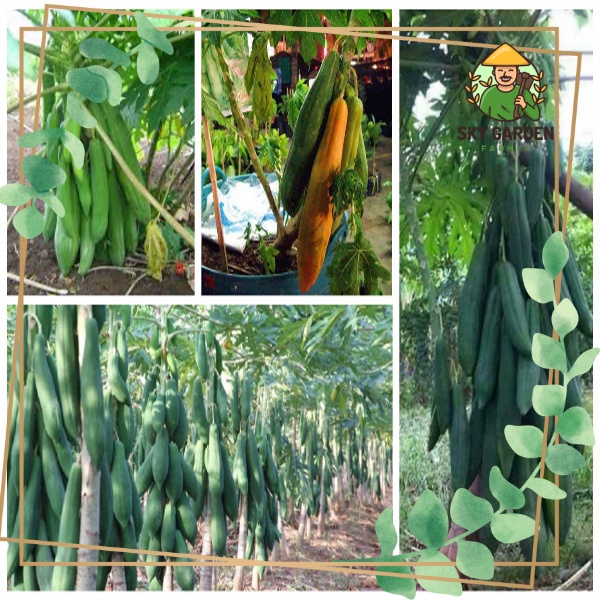 3GR - HẠT GIỐNG ĐU ĐỦ QUẢ DÀI PHUKET THÁI LAN