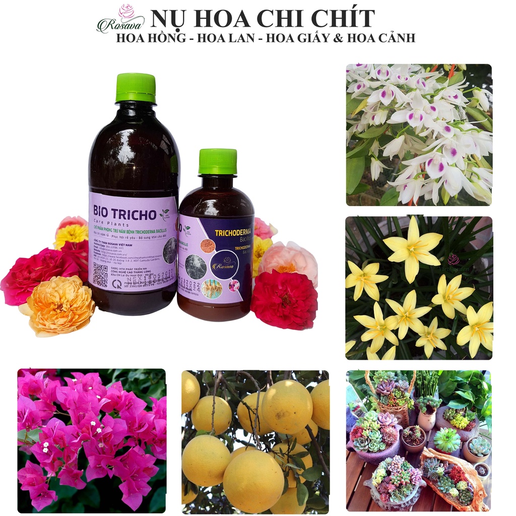 Chế phẩm sinh học trichoderma ROSAVA, nấm đối kháng chống thối rễ, đen thân vàng lá, đốm đen cây hoa hồng, lan, cây cảnh