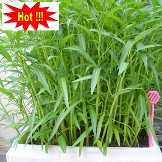 Giống rau muống (100g)