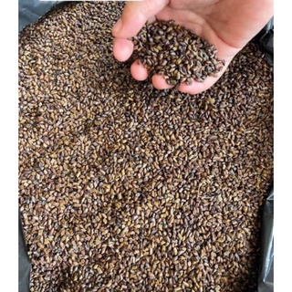 Hạt muồng( thảo khuyết minh) giá sỉ 10kg