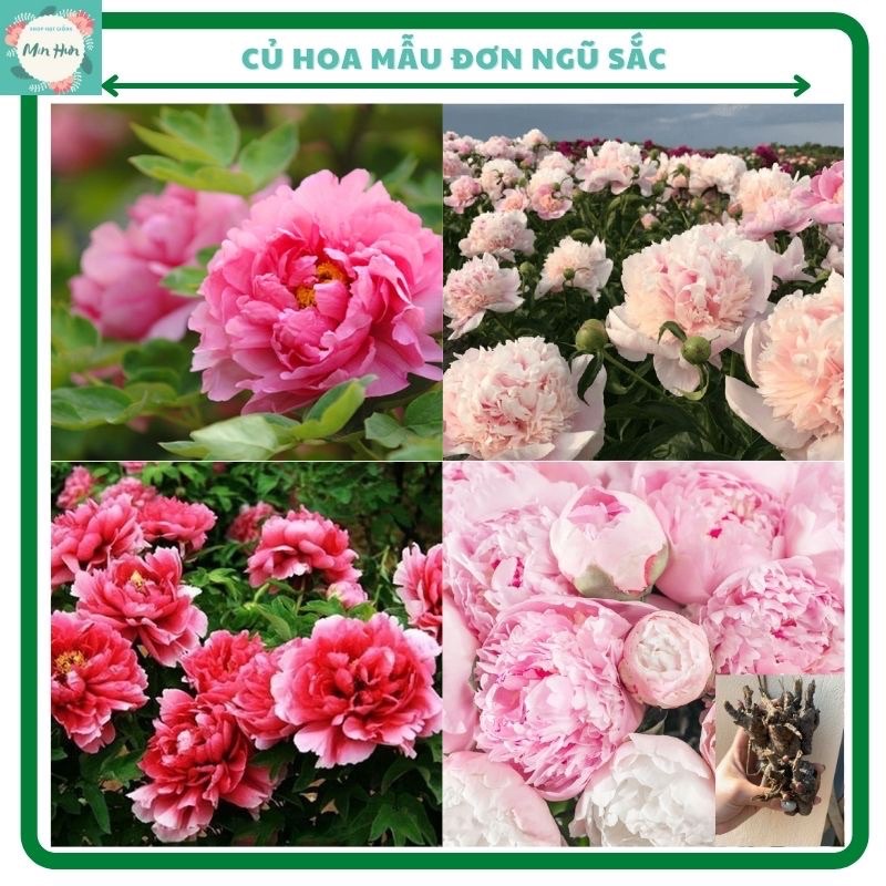 Củ hoa mẫu đơn cánh kép ngũ sắc đại đoá - Combo 4 củ màu mix đủ 4 màu hot đã sẵn mầm