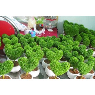 Hạt Giống Cỏ May Mắn