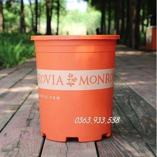 5 chậu Monrovia 3Gl giá 250k