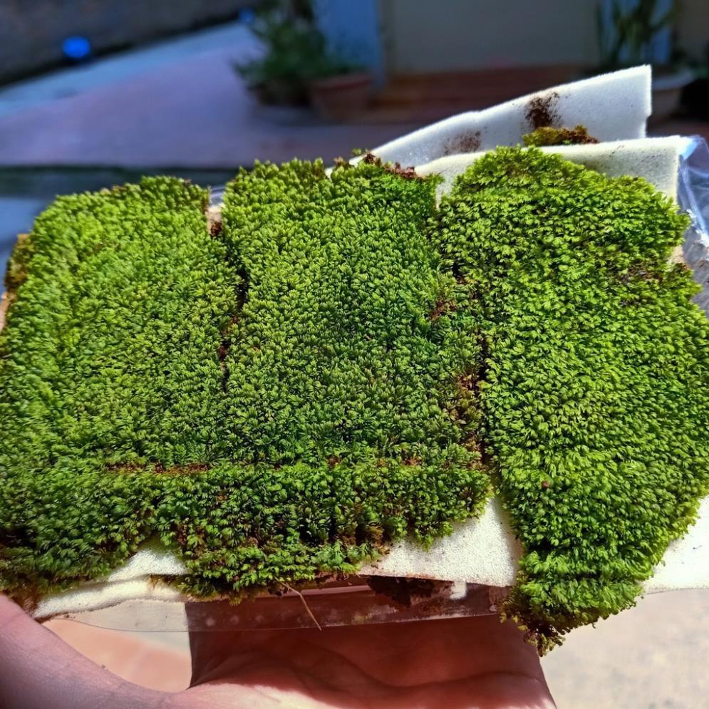 GIÁ CỰC RẺ- Rêu Minifiss Tấc Lá Nước (5 lớp rêu, hộp 13x10cm)