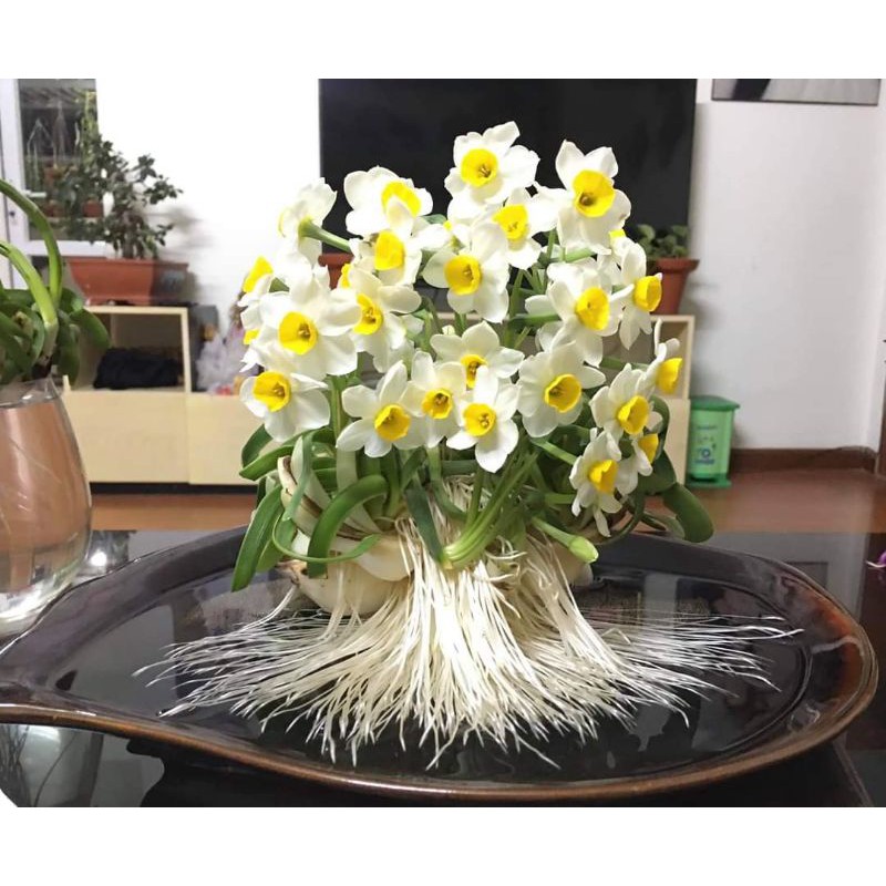1 Củ hoa Thủy Tiên size Đặc đại hoàng loại thùng 24 củ