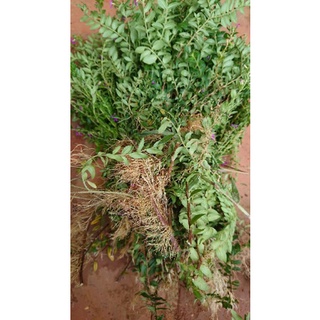 10 cây cẩm tú mai sẵn rễ