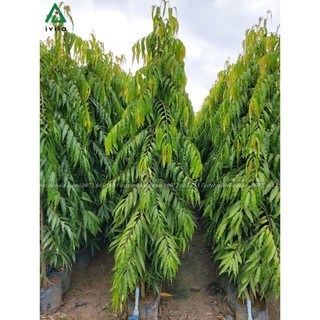 CÂY GIỐNG CÂY HOÀNG NAM - TÙNG ẤN ĐỘ, CÂY KHỎE ĐẸP