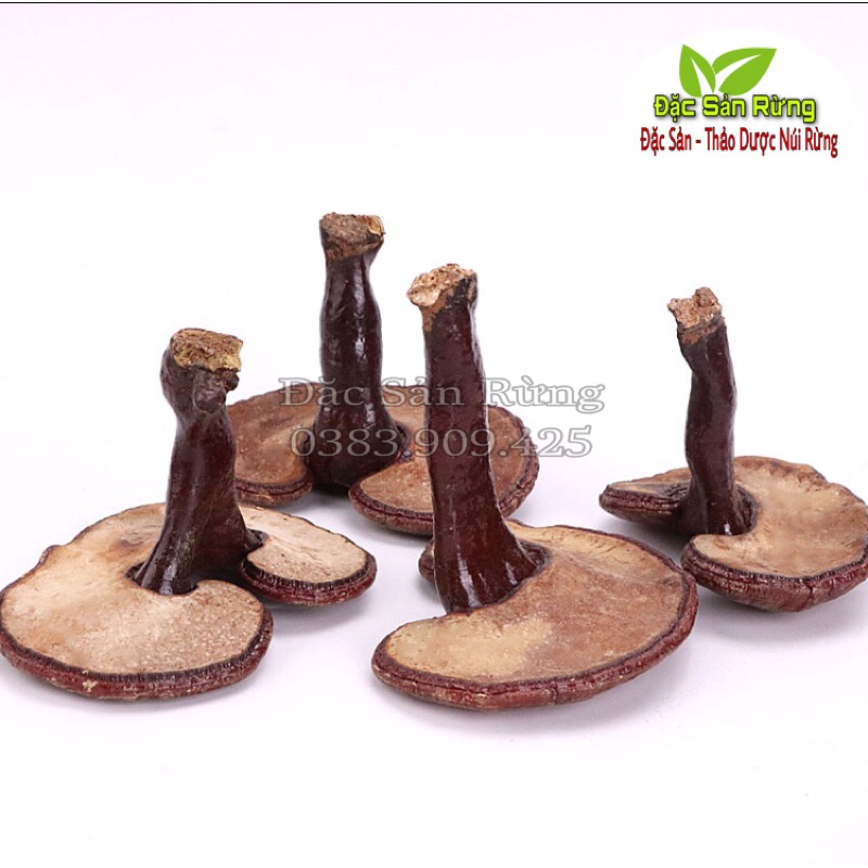 Nấm Linh Chi đỏ 1 kg - shop Đặc Sản Rừng