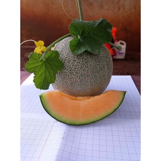 Hạt giống Dưa lưới 🍈 F1 thơm ngon ☘️