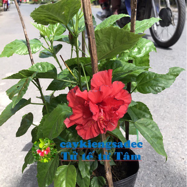 caykiengsadec - Cây hoa bụt đỏ + Tặng Phân Bón - hoa kiểng lá - trang trí nội thất cảnh quan sân vườn ngoài trời