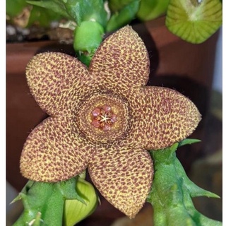 Xương rồng sao biển 15k/chậu