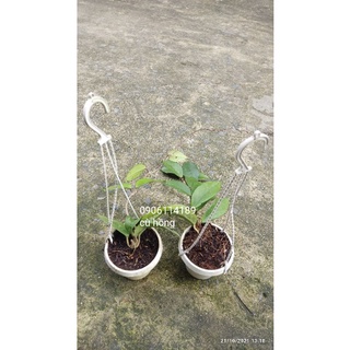Cẩm cù giống đủ màu