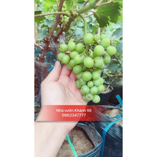 Nho pháp sai quả nhiều thịt dễ trồng 6 tháng ra trái