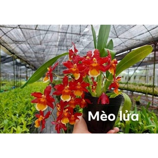 Vũ nữ các loại đang nụ đẹp (U ngà, ph.áo hoa, mèo đỏ,..)