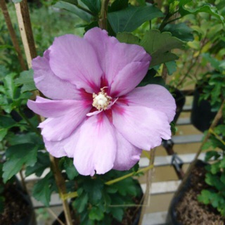 Cây hoa bông bụp Hàn Quốc- Trang trí sân vườn- Decor-Phong thuỷ-Cây hoa kiểng Đồng Tháp