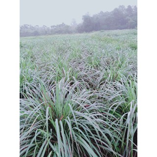 Cây Sả Giống ( mua 5 tặng 1)
