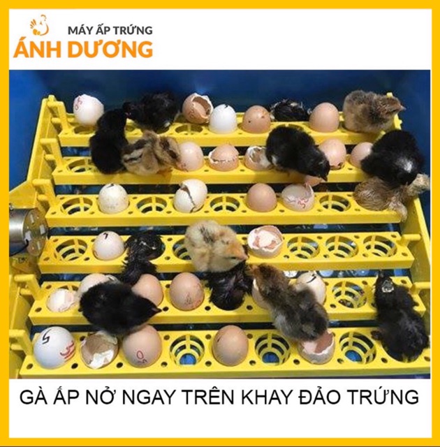 Máy ấp trứng mini Ánh Dương P100 kèm khay đảo tự động 54 trứng - kèm quà tặng, máy tự lắp thùng xốp