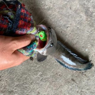 Mồi hơi câu cá HD toadfrog