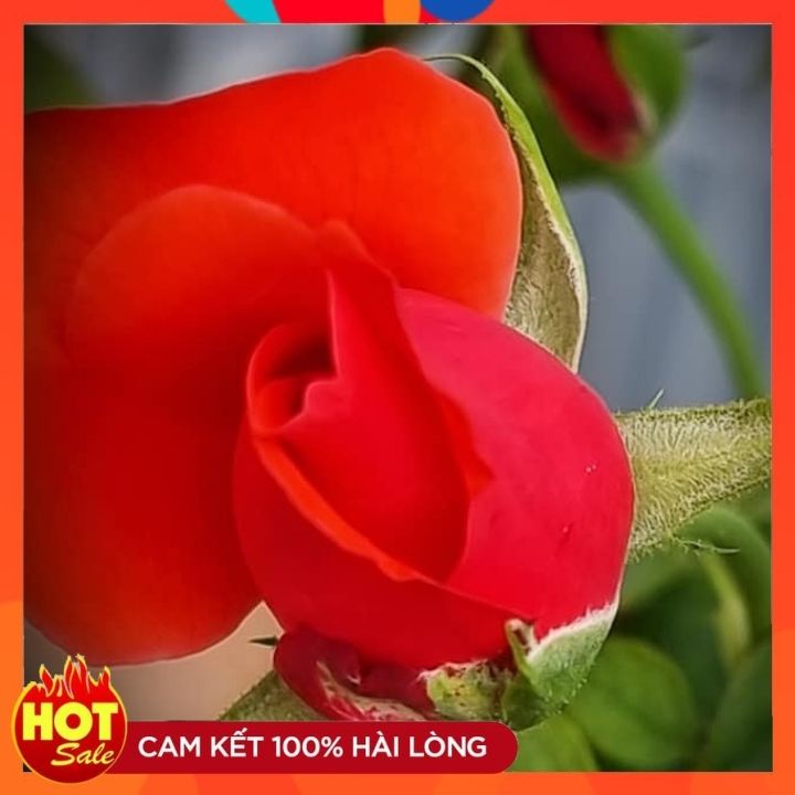 Hoa hồng cổ Tàu [🌼MÀU CAM - FORM TO ĐẸP 🌼] -  Một ưu điểm rất lớn của loài hoa này rất siêng hoa, ra hoa quanh năm.