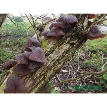 Mộc Nhĩ Ta Khô - Loại 100 gram
