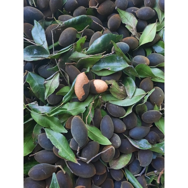 Trái Say Rừng| Nhung Hàng Tuyển Loại 1  Chuẩn Mùa Mới 500gr