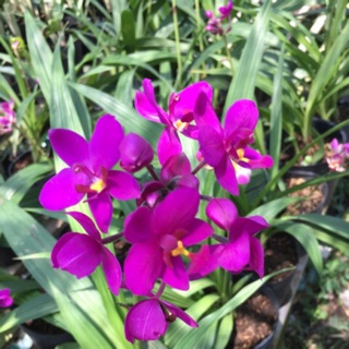 Lan chu đỉnh tím (địa lan)