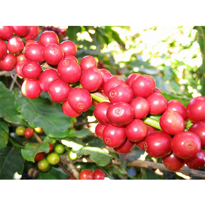 [Combo 5 Gó]i Cà phê Dừa hòa tan - RANG XAY NGUYÊN CHẤT- thơm ngon béo  ngậy -Gói 120 gr - Dương Cafe | BigBuy360 - bigbuy360.vn