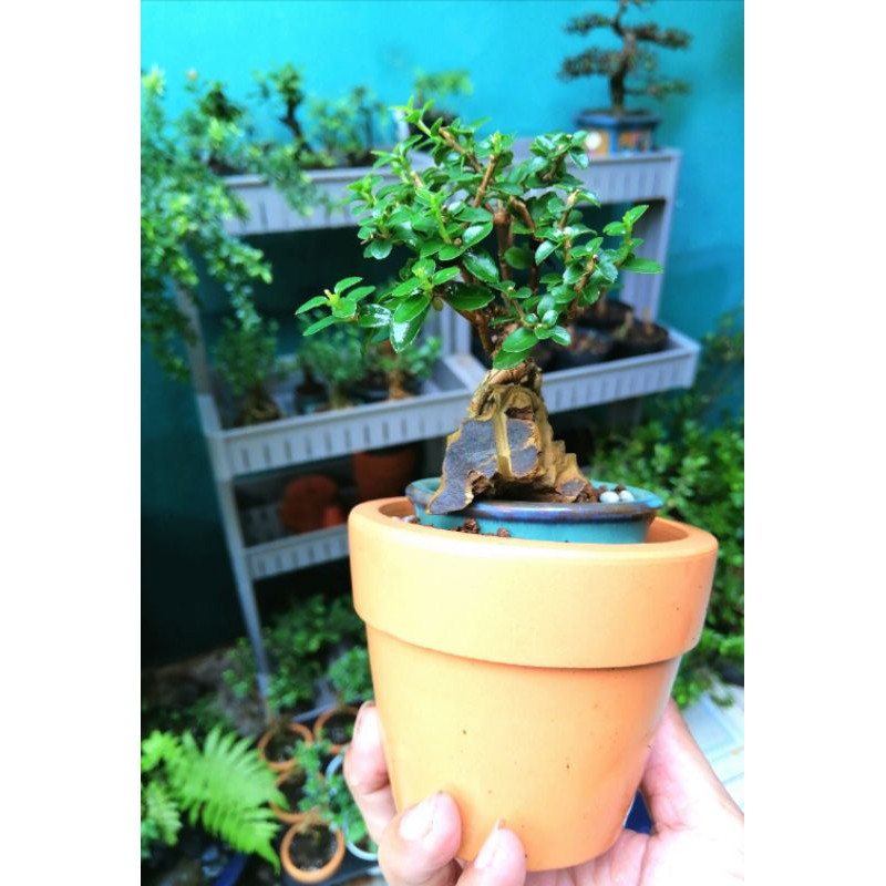 Bonsai mini Sam hương