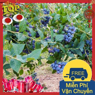 Combo 2 Gói Hạt Giống Cây Việt Quất ( Blubery)