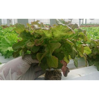 HẠT XÀ LÁCH SỒI ĐỎ OAKLEAF - GÓI 2 GRAM