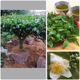 Cây chè cảnh + ( Uống nước )