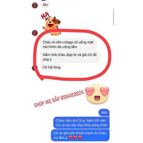 NẤM BẠCH DƯƠNG - NẤM CHAGA NGA