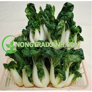 10gr - hạt giống cải shiro/ cải pukachoi