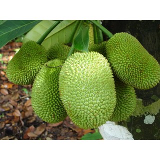 Mít Tứ Qúy Nghệ